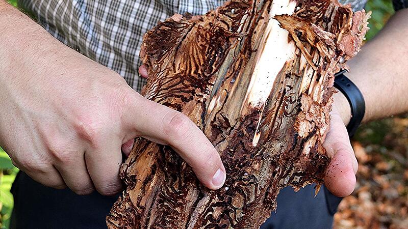 F&uuml;r diesen Baum ist das Todesurteil wohl schon gesprochen: Unter der Rinde fressen die K&auml;ferlarven ihre G&auml;nge.