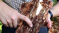Für diesen Baum ist das Todesurteil wohl schon gesprochen: Unter der Rinde fressen die Käferlarven ihre Gänge. Für diesen Baum ist das Todesurteil wohl schon gesprochen: Unter der Rinde fressen die Käferlarven ihre Gänge.