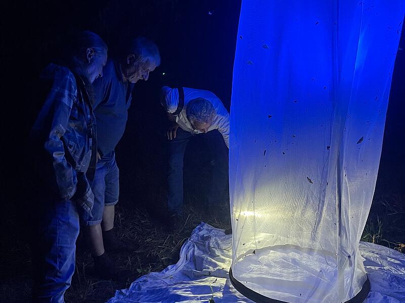 Nachtfalter fliegen ans Licht Nachtfalter fliegen ans Licht