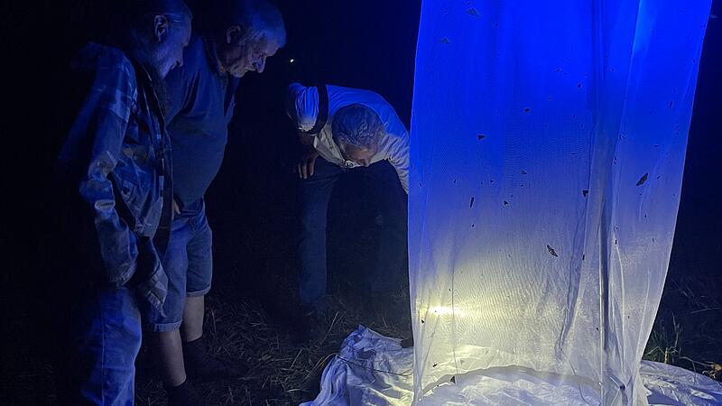 Nachtfalter fliegen ans Licht Nachtfalter fliegen ans Licht