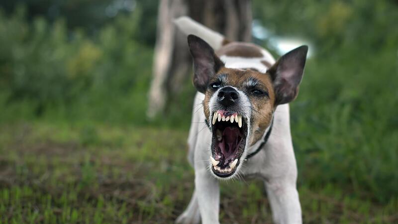 Ein aggressiver Hund zeigt die Z&auml;hne.Forchheim & Fr&auml;nkische Schweiz