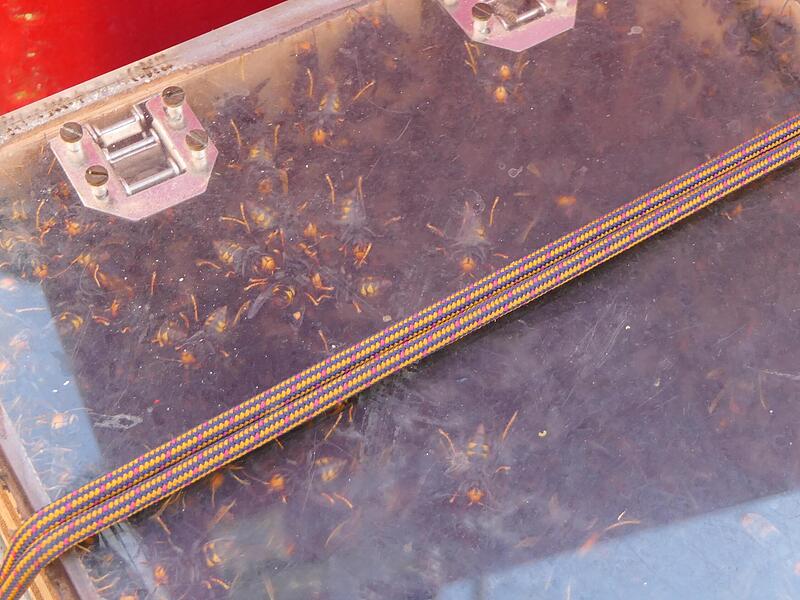 2000 bis 3000 Asiatische Hornissen lebten in einem Nest in Gädheim im Lkr. Haßberge. 2000 bis 3000 Asiatische Hornissen lebten in einem Nest in Gädheim im Lkr. Haßberge.