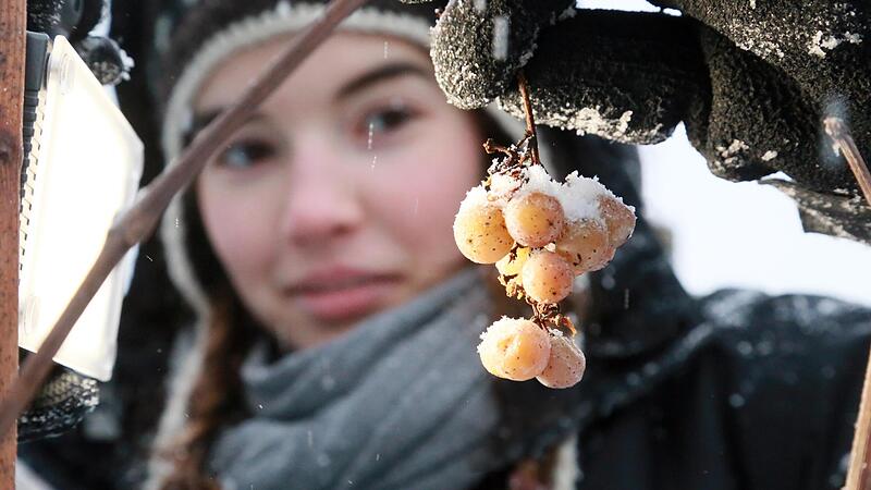 Eine Rarität. Vor zehn Jahren in Thüngersheim war es richtig kalt: Mathilde Keller aus Hergoldshausen half bei der Eiswein-Lese mit. Eine Rarität. Vor zehn Jahren in Thüngersheim war es richtig kalt: Mathilde Keller aus Hergoldshausen half bei der Eiswein-Lese mit.