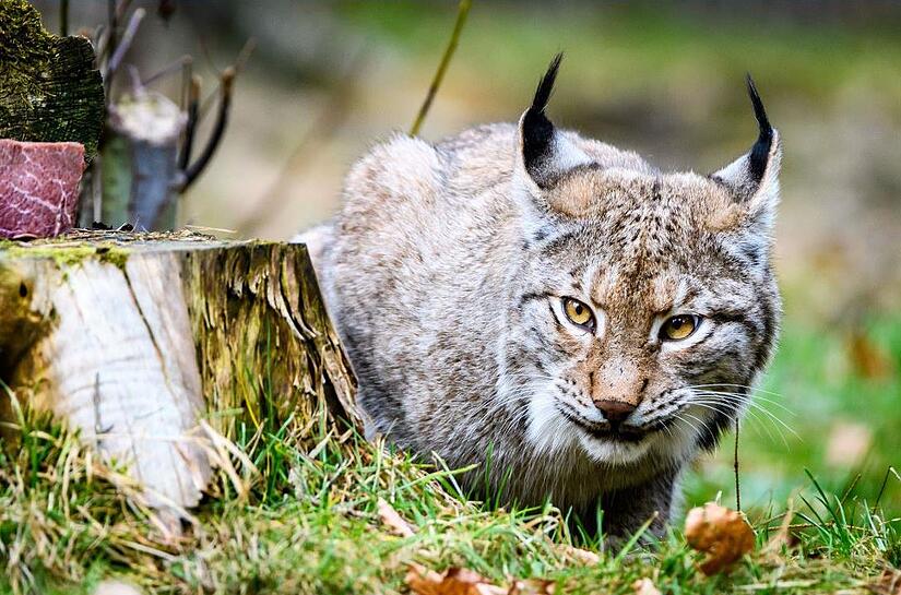 Auch Luchse sind im Wildpark Hundshaupten daheim.Forchheim & Fränkische Schweiz Auch Luchse sind im Wildpark Hundshaupten daheim.Forchheim & Fränkische Schweiz
