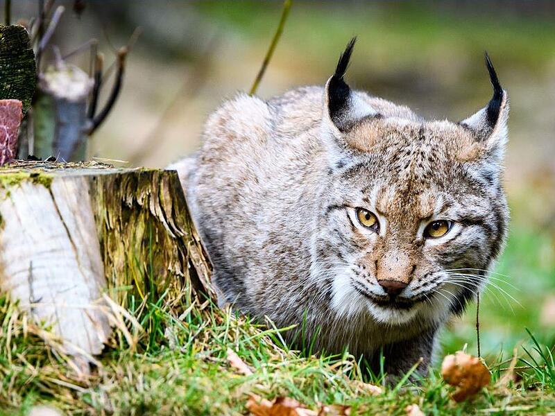 Auch Luchse sind im Wildpark Hundshaupten daheim.Forchheim & Fr&auml;nkische Schweiz