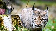 Auch Luchse sind im Wildpark Hundshaupten daheim.Forchheim & Fr&auml;nkische Schweiz