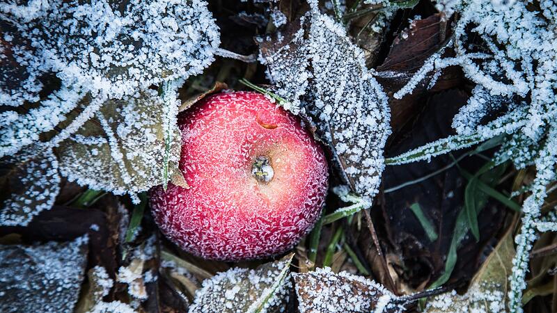 Roter Apfel mit Frost