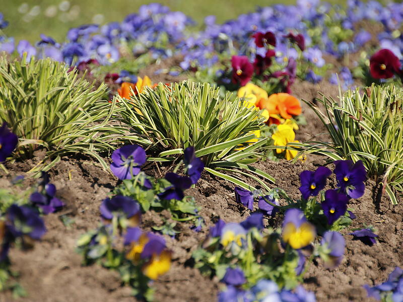 Gräser in einem Blumenbeet im Rosengarten Gräser in einem Blumenbeet im Rosengarten