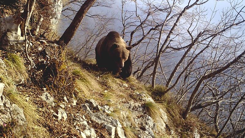 Ein Braunb&auml;r in der italienischen Region Trentino (undatierte Aufnahme)