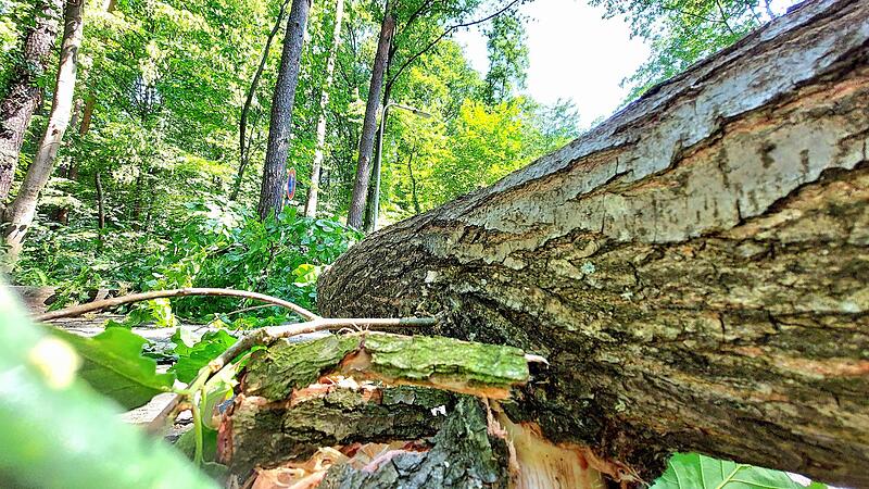 Ab dem 21. Juli feiern Hunderttausende im Kellerwald wieder das Annafest. Spezialfirmen machen derzeit die B&auml;ume sommerfest. Ein Restrisiko aber bleibt.Forchheim & Fr&auml;nkische Schweiz