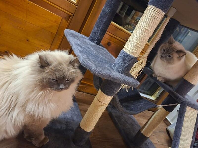 Katzen nach Diebstahl wieder vereint