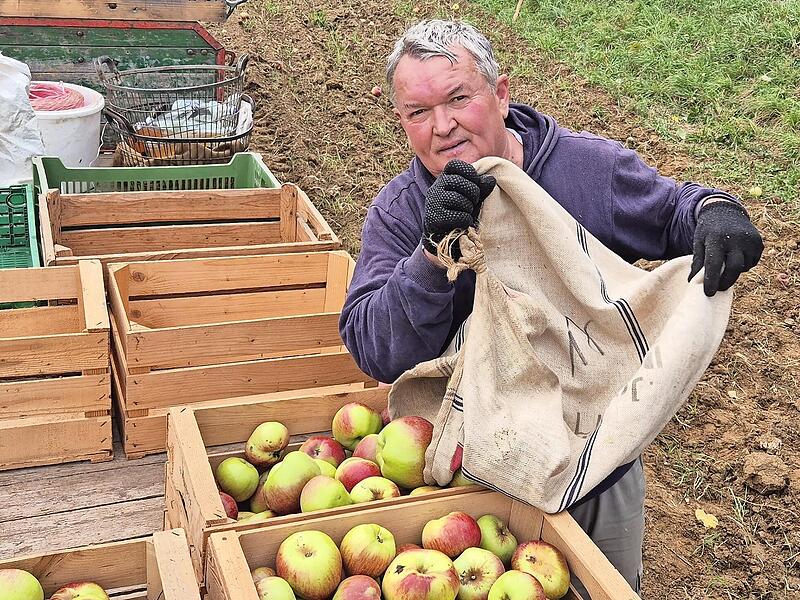 Hellmuth Reinhardt, erster Vorsitzender des Obst- und Gartenbauvereins bei der Apfelernte. Denn am Sonntag, 19. Oktober, ist Obstmarkt in Stublang.