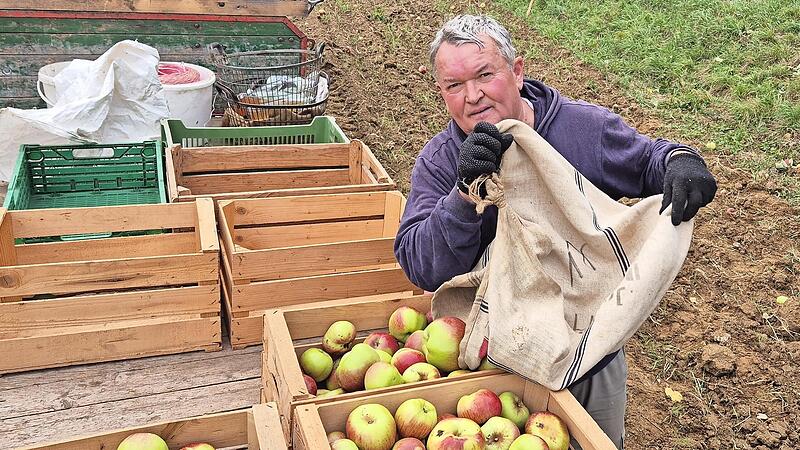 Hellmuth Reinhardt, erster Vorsitzender des Obst- und Gartenbauvereins bei der Apfelernte. Denn am Sonntag, 19. Oktober, ist Obstmarkt in Stublang.