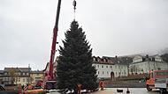 Bevor die Nordmanntanne endgültig auf dem in den Marktplatz integrierten Ständer befestigt wird, muss sie noch ausgerichtet und begradigt werden.
