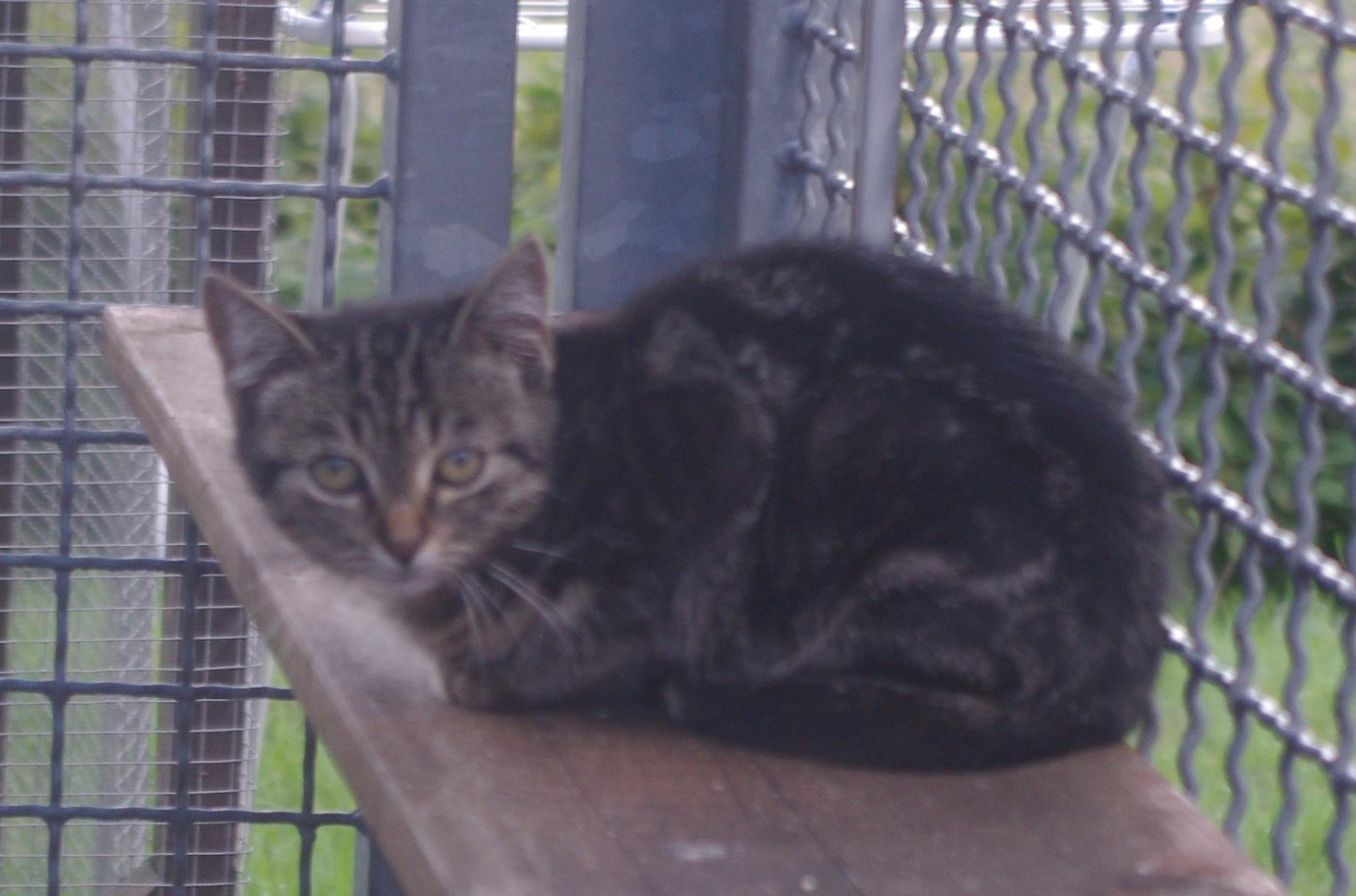 Tierheim Kronach Drei kleine Katzen suchen neues Zuhause