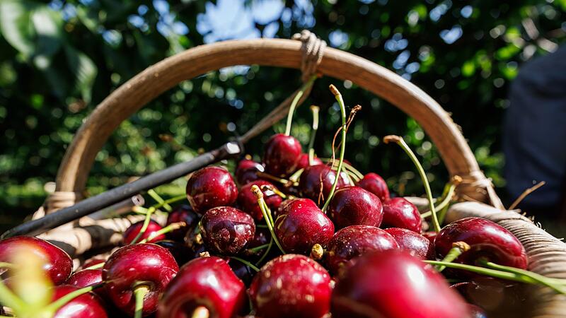 Kirschenernte Kirschenernte