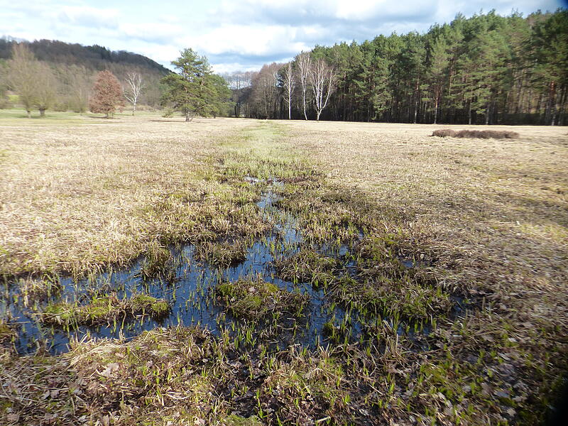 Der zentrale Graben des Moores soll durch die Sanierung eines Damms angestaut werden.
