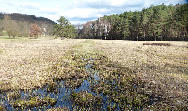 Pflegemaßnahmen Lindauer Moor Der zentrale Graben des Moores soll durch die Sanierung eines Damms angestaut werden.