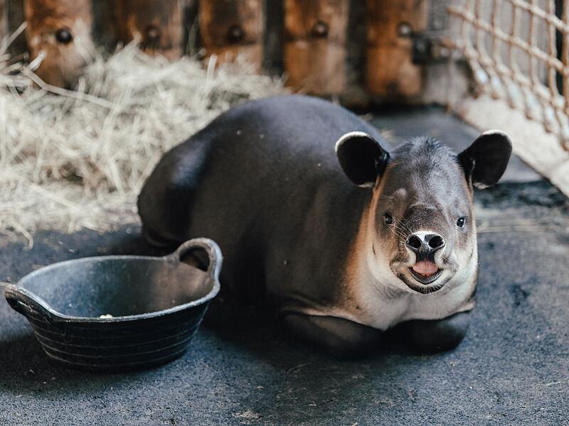 Mittelamerikanischer Tapir Mittelamerikanischer Tapir