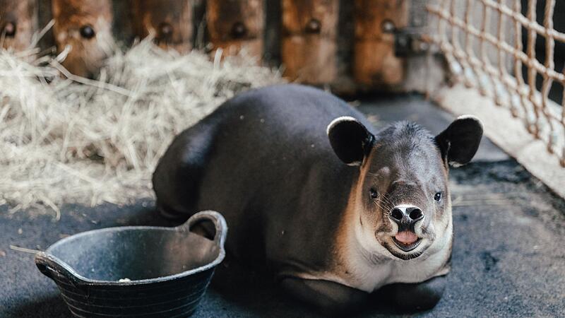 Mittelamerikanischer Tapir