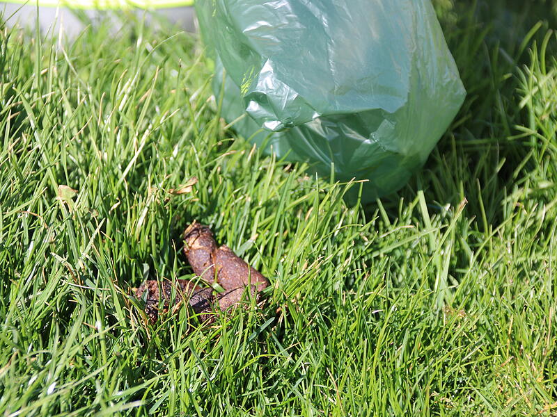 Hundekacke im RondellHundekacke im Rondell Hundekacke auf dem Rasen