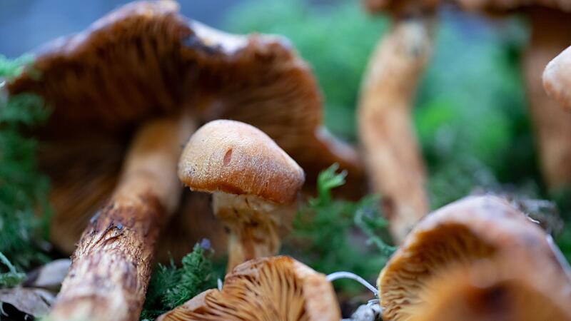 Pilzsaison in Bayern