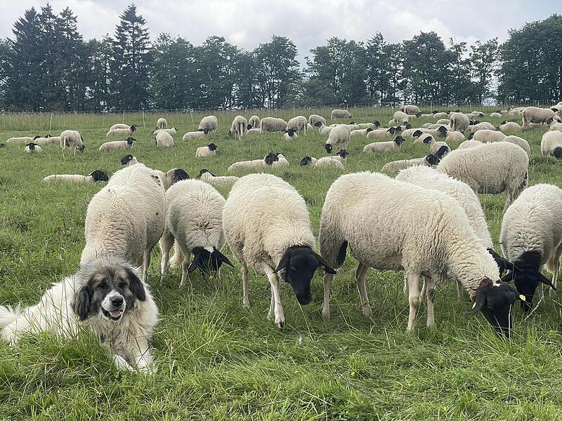 Mit Schutzhunden gegen Wölfe