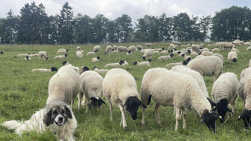 Am besten nicht zu nahe ran an die Rhönschafe: die Herdenschutzhunde nehmen ihre Aufgabe sehr ernst.