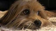 Terrier Lotta: Sie wurde von einem Auto angefahren und starb an den Folgen. Foto: Anke Kuester (wirklicher Name der Hundebesitzer der Redaktion bekannt)