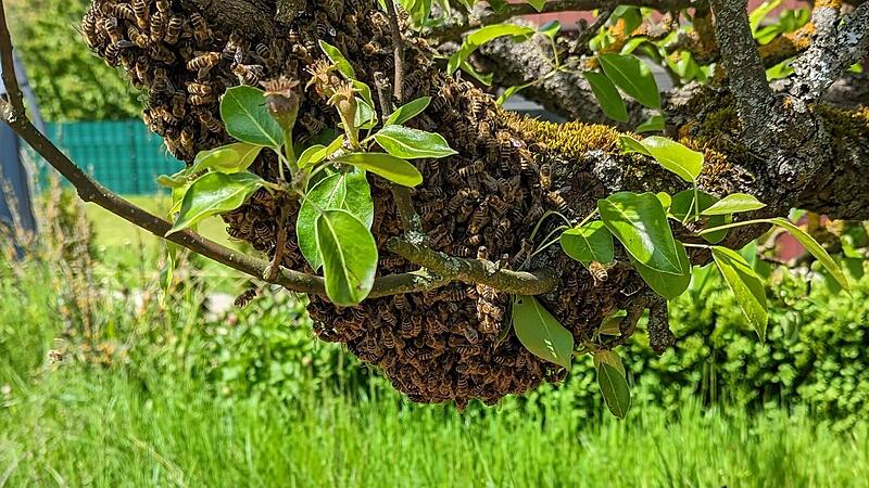 Ein vergleichsweise kleiner Bienenschwarm in einem Apfelbaum. Ein Schwarm kann &uuml;ber 10.000 Bienen umfassen.
