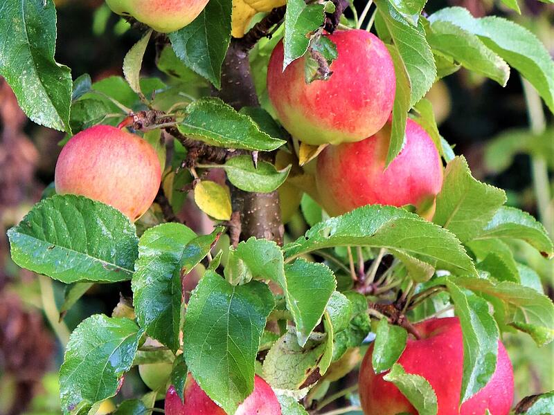 Jucunda Äpfel