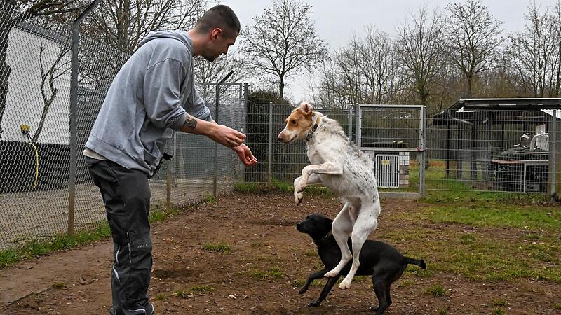 Andreas Hellmann spielt im Freilauf des Forchheimer Tierheims mit den Hunden Lupo (vorne) und Stella.Forchheim & Fr&auml;nkische Schweiz