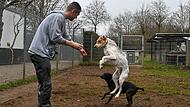 Andreas Hellmann spielt im Freilauf des Forchheimer Tierheims mit den Hunden Lupo (vorne) und Stella.Forchheim & Fränkische Schweiz Andreas Hellmann spielt im Freilauf des Forchheimer Tierheims mit den Hunden Lupo (vorne) und Stella.Forchheim & Fränkische Schweiz