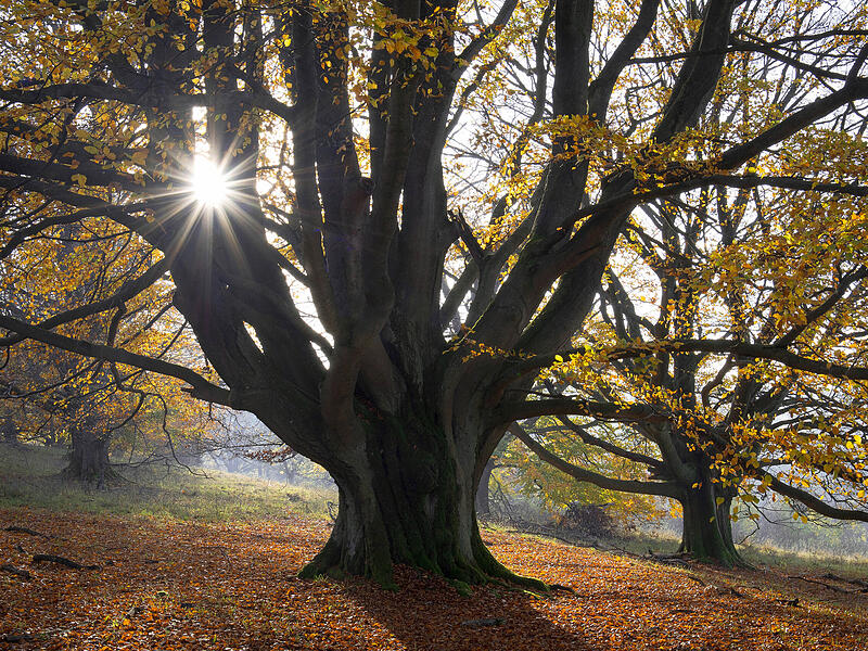 Foto "Morgendliche Stimmung im Hutebuchenwald"