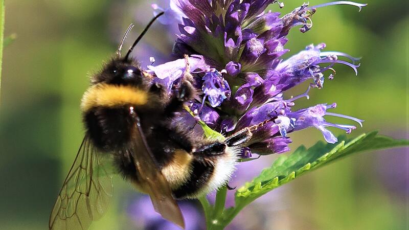 Erdhummel an einer Duftnessel