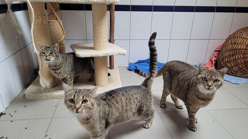 Drei der beschlagnahmten Katzen, die im Dezember ins Tierheim Kulmbach gekommen sind.