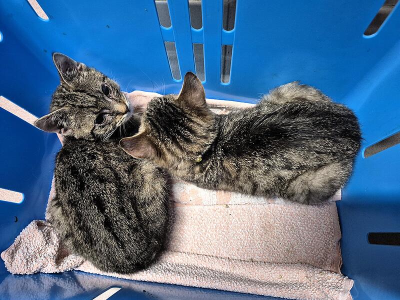 Zwei junge Kätzchen sind noch sehr verängstigt Zwei junge Kätzchen sind noch sehr verängstigt