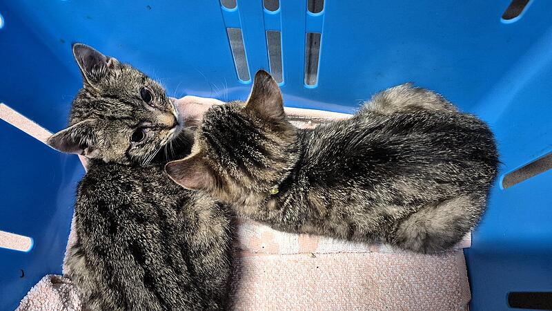 Zwei junge K&auml;tzchen sind noch sehr ver&auml;ngstigt