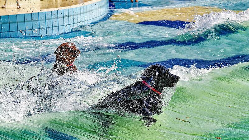Hundebadetag im Stadionbad Bamberg 2026