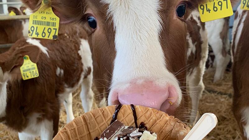 Diskussion um Preis f&uuml;r Kugel Eis
