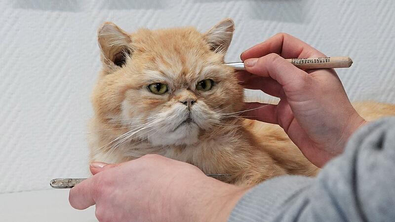 Haustiere pr&auml;parieren