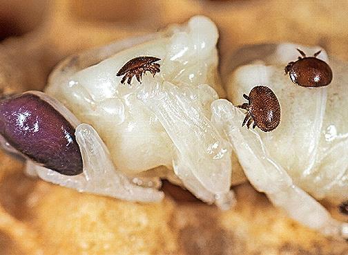 Die Varroamilben befallen bevorzugt Drohnenlarven (männliche Honigbienen), da sie sich in der Drohnenbrut besser vermehren können. Die Varroamilben befallen bevorzugt Drohnenlarven (männliche Honigbienen), da sie sich in der Drohnenbrut besser vermehren können.