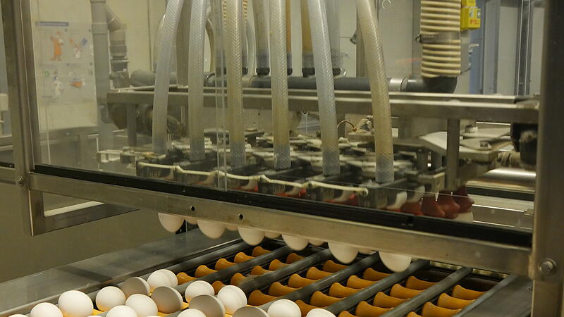 Die Eier werden gr&ouml;&szlig;tenteils maschinell f&uuml;r den Verkauf fertiggemacht.