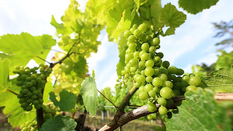 Trockenheit im Weinberg