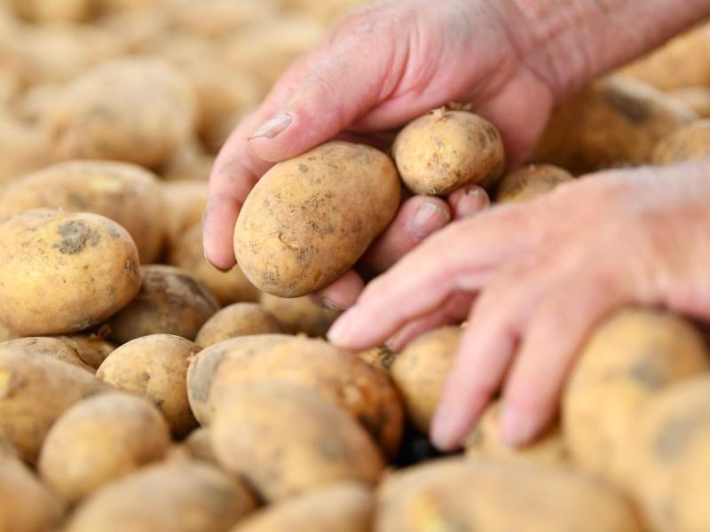 Kartoffeln Kartoffeln
