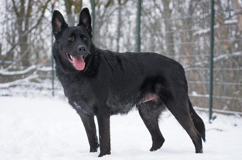 Udo ist ein vierjähriger Schäferhund-Mix.