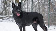 Udo ist ein vierjähriger Schäferhund-Mix.