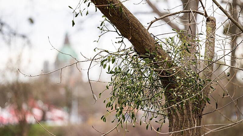 Misteln sind Halbschmarotzer Misteln sind Halbschmarotzer
