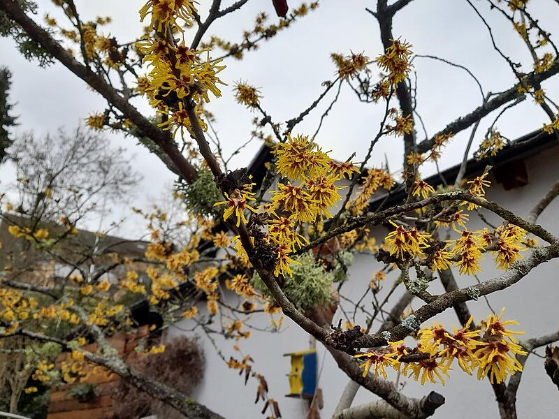 &bdquo;Beim t&auml;glichen Spazierengehen entdeckt man zur Zeit in Bad Br&uuml;ckenauer Vorg&auml;rten, hier im Hofgrund, bl&uuml;hende Schneegl&ouml;ckchen sowie Christrosen. Auch die gelben, fadenf&ouml;rmigen Bl&uuml;tenbl&auml;tter der Zaubernuss locken die ersten Insekten mit ihrem honigartigen Duft an.&ldquo;