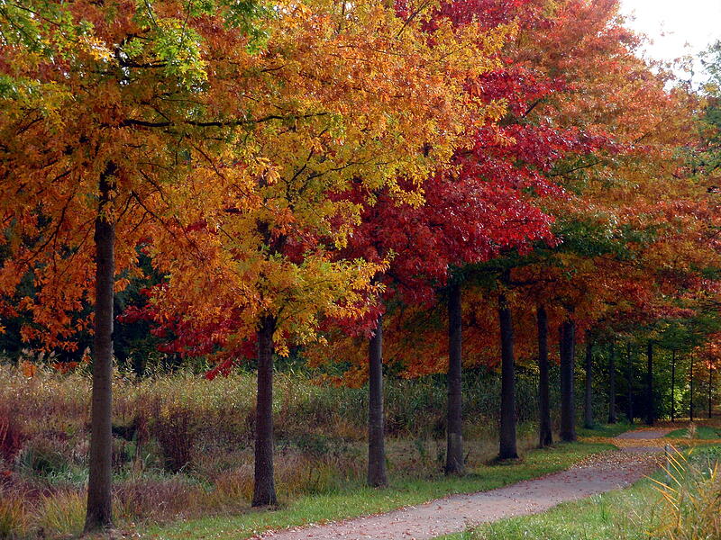 Auch die Wälder um Bad Kissingen brauchen sich nicht zu verstecken: Sie laden im goldenen Oktober geradezu zum Wandern und Bewundern ein. Das Foto entstand am Radweg in der Nähe vom Gradierwerk in Bad Kissingen.
